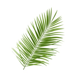 Beautiful tropical Sago palm leaf on white background