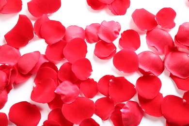 Fresh red rose petals on white background, top view