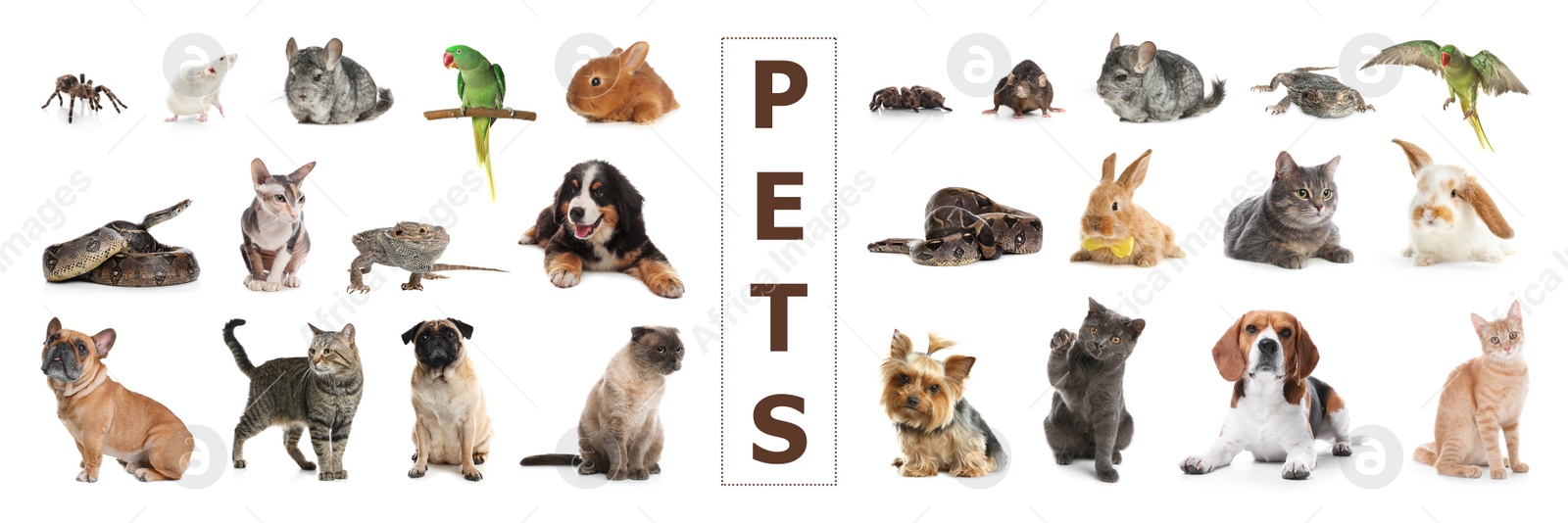 Image of Set of different pets on white background. Banner design