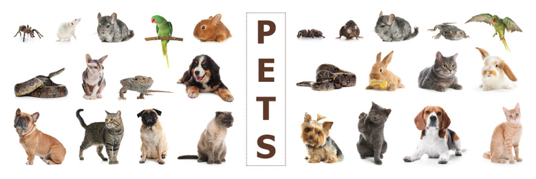 Image of Set of different pets on white background. Banner design