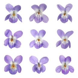 Image of Set with beautiful wood violets on white background. Spring flowers