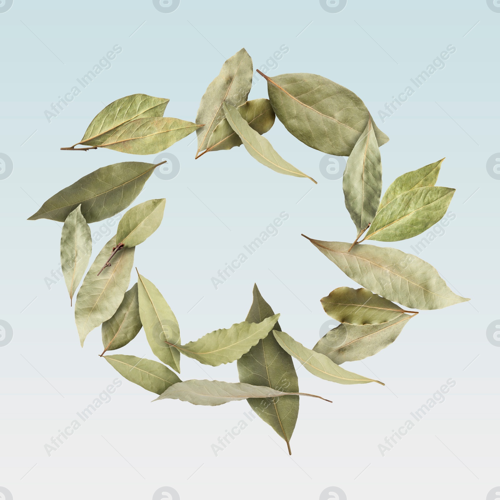 Image of Dry bay leaves falling on pale light dusty blue background