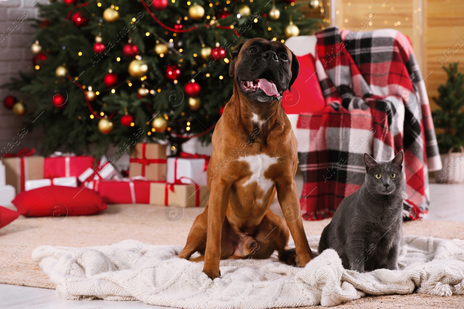 Photo of Cute dog and cat in room decorated for Christmas