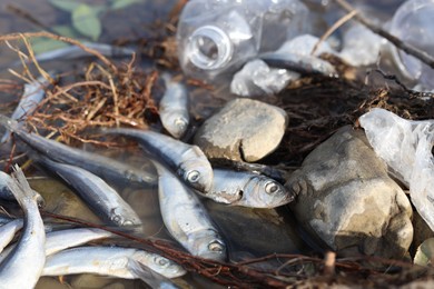 Photo of Dead fishes among trash near river, closeup. Environmental pollution concept