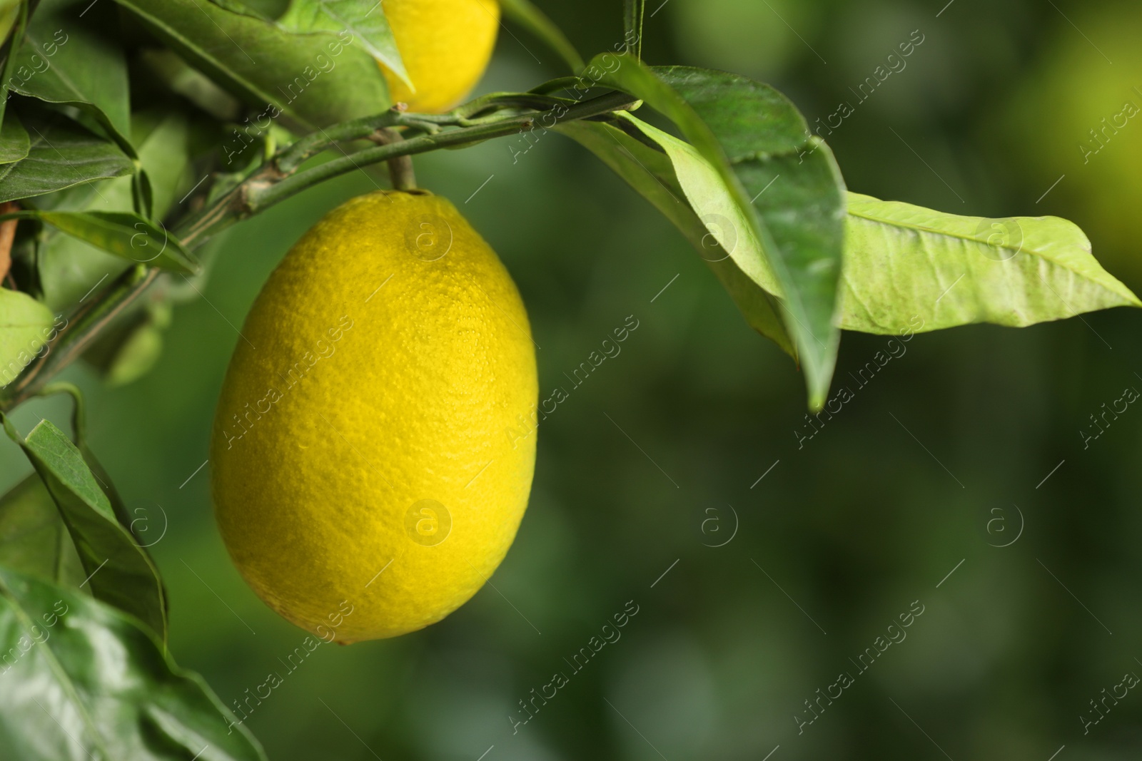 Photo of Closeup view of lemon tree with ripe fruit outdoors