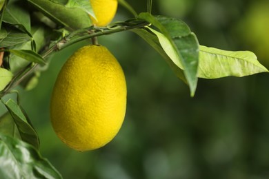 Photo of Closeup view of lemon tree with ripe fruit outdoors