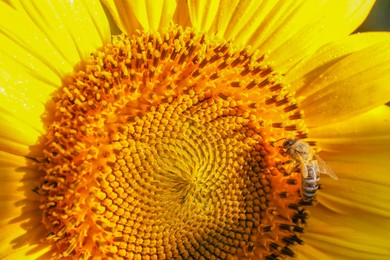Honeybee collecting nectar from sunflower outdoors, closeup