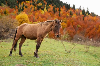 Photo of Brown horse in mountains on sunny day. Beautiful pet