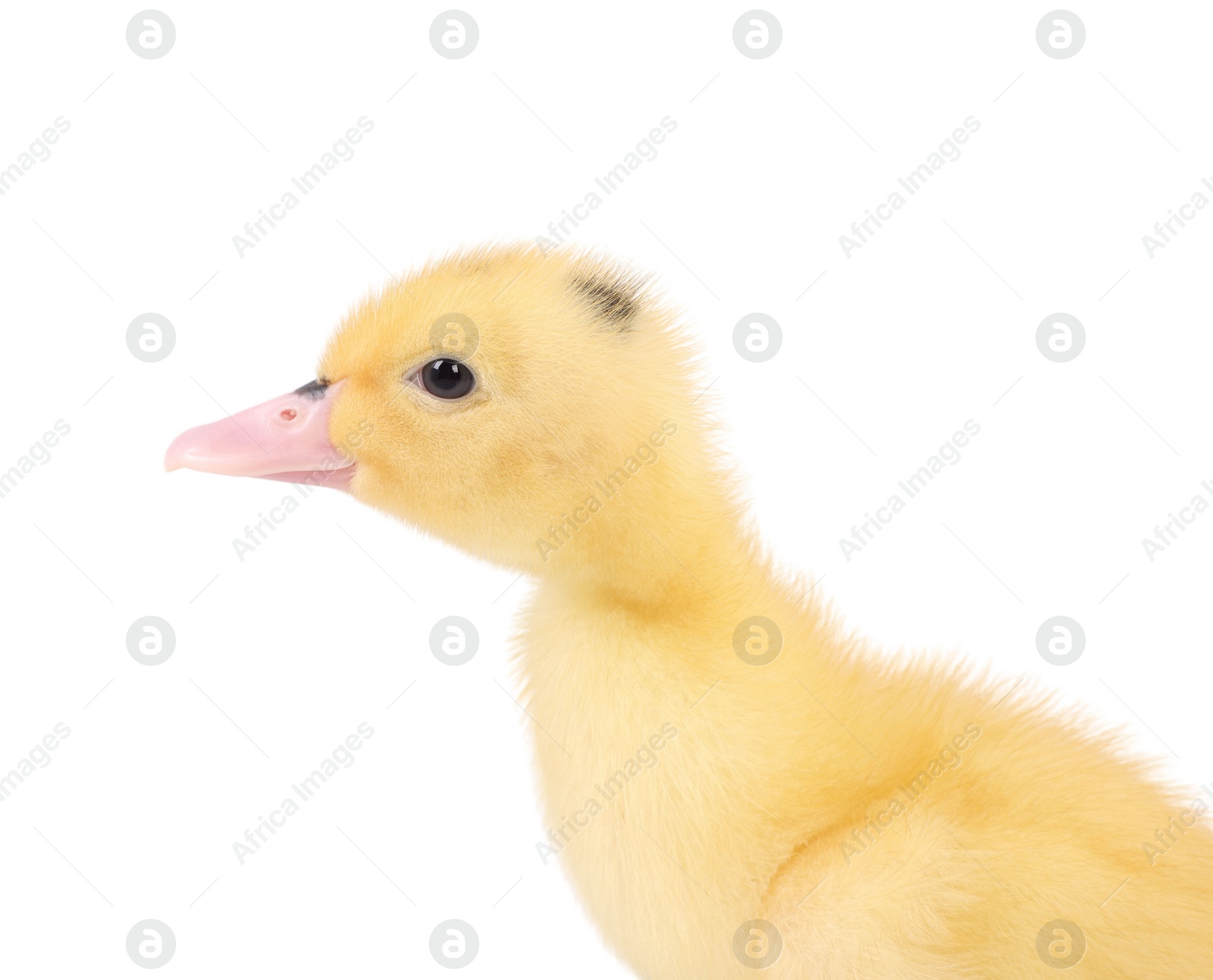 Photo of Baby animal. Portrait of cute fluffy duckling on white background