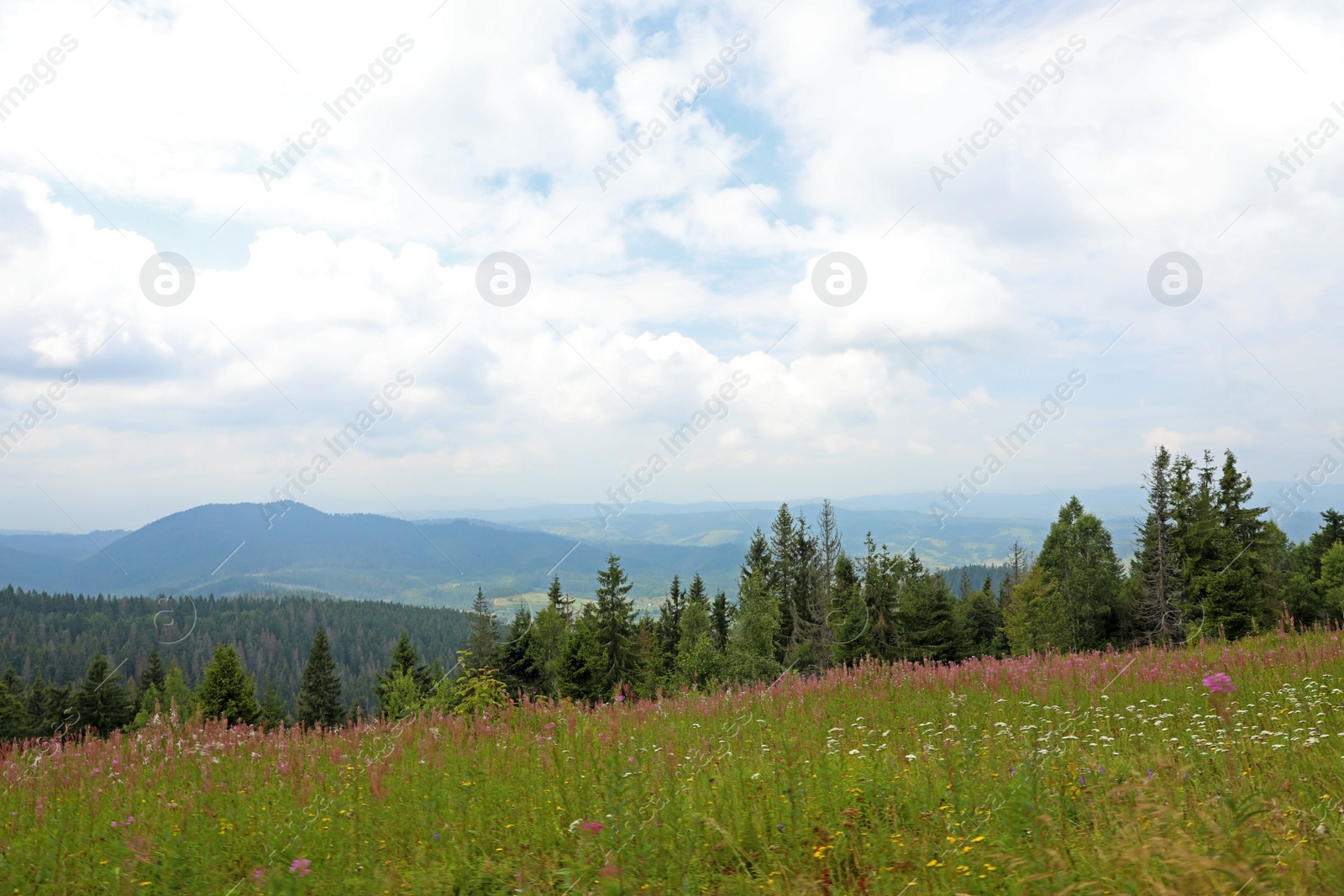 Photo of Picturesque landscape with mountain forest