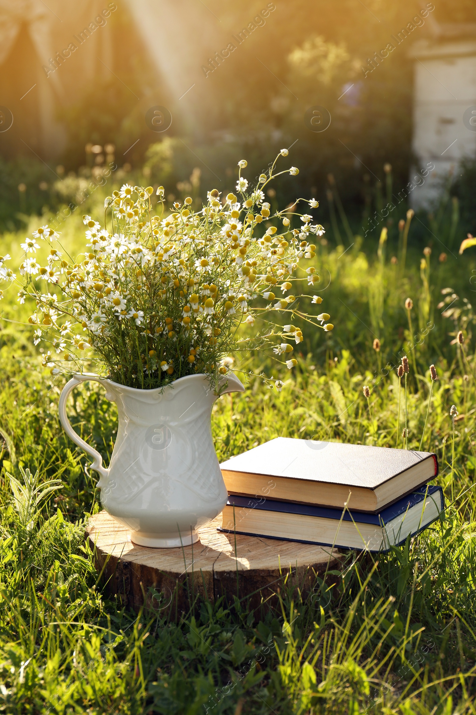 Photo of Books and jug with chamomiles on green grass outdoors