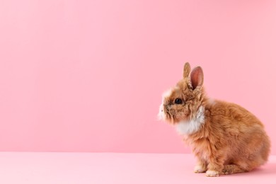 Photo of Cute little rabbit on pink background, space for text. Adorable pet