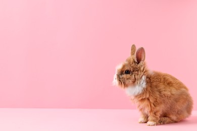 Cute little rabbit on pink background, space for text. Adorable pet