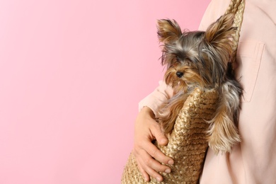 Photo of Woman holding wicker bag with adorable Yorkshire terrier on pink background, space for text. Cute dog