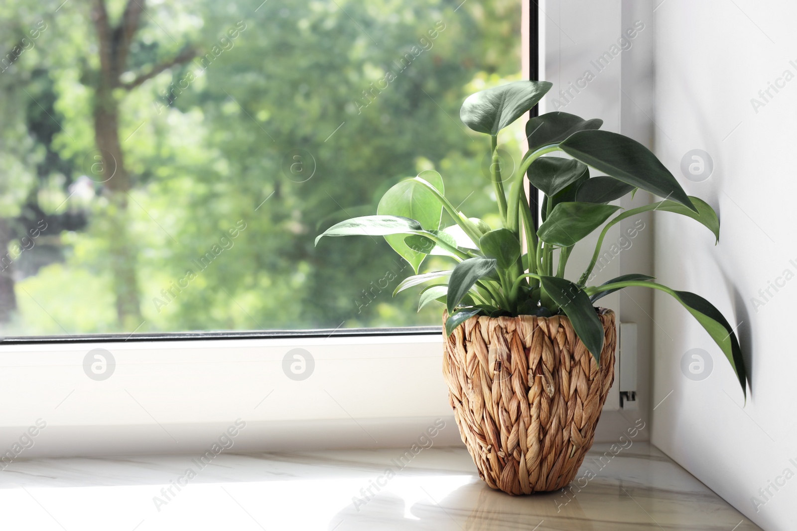 Photo of Beautiful houseplant with green leaves in pot on white window sill indoors. Space for text