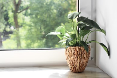Photo of Beautiful houseplant with green leaves in pot on white window sill indoors. Space for text
