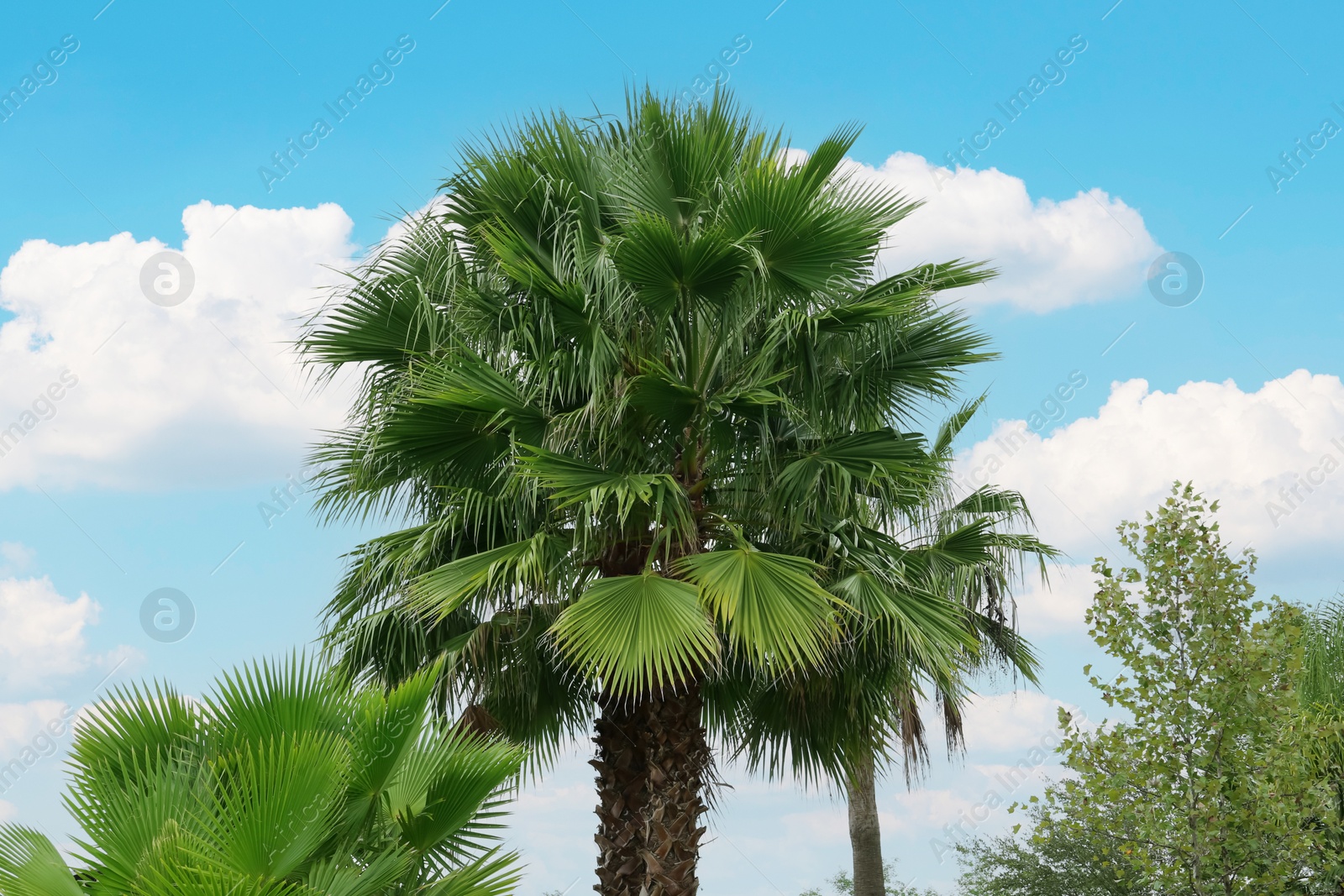 Photo of Tropical palm trees with beautiful green leaves outdoors