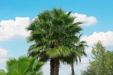 Photo of Tropical palm trees with beautiful green leaves outdoors