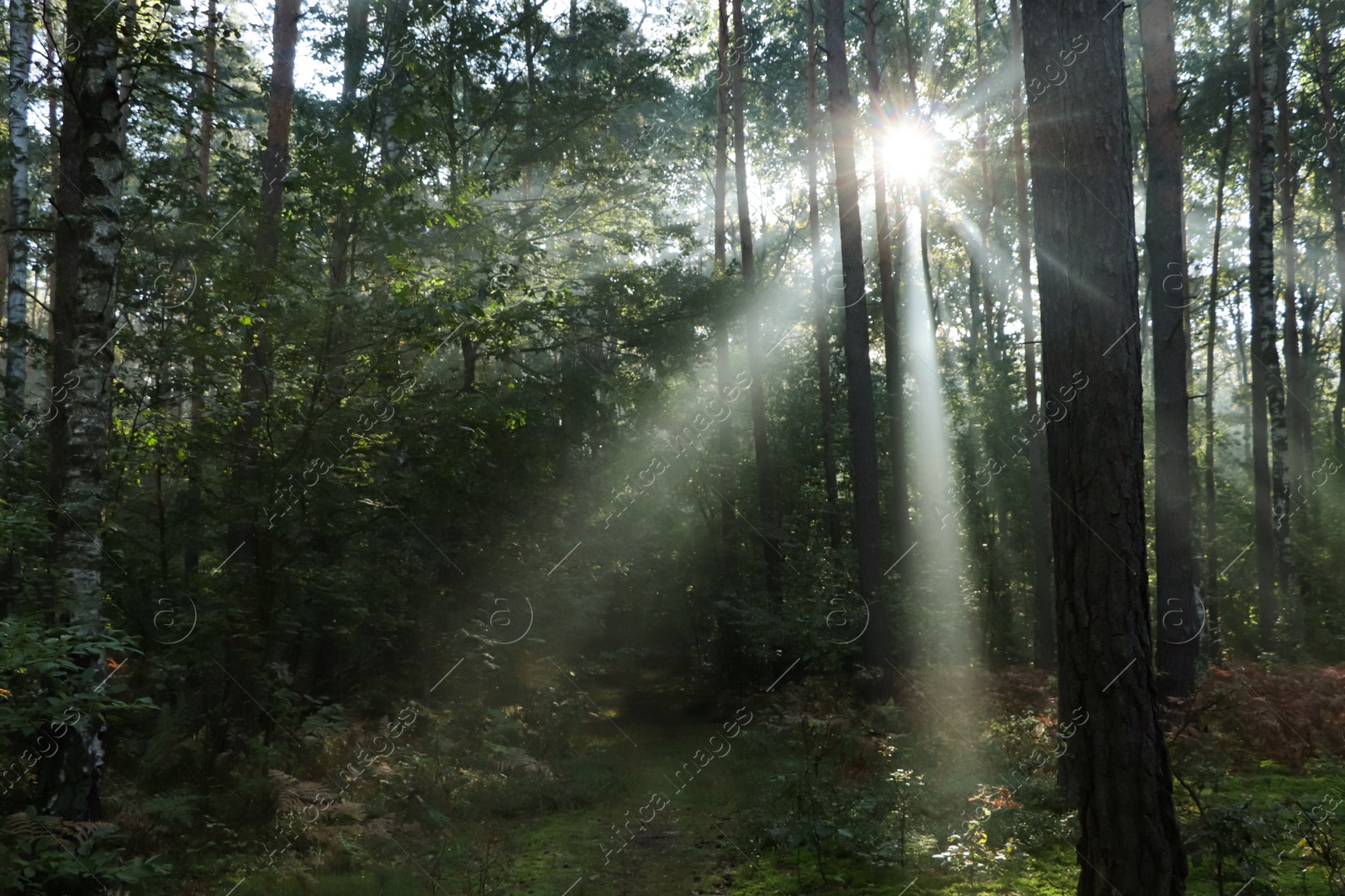 Photo of Majestic view of forest with sunbeams shining through trees in morning