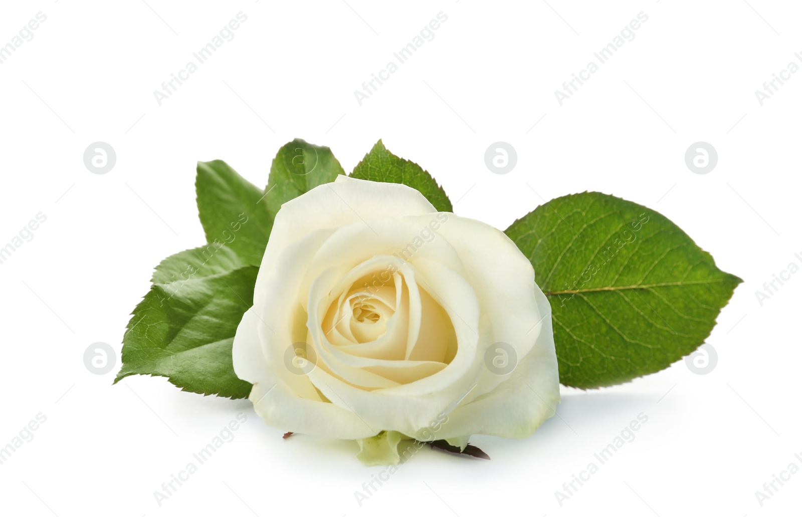 Photo of Beautiful fresh rose on white background. Funeral symbol