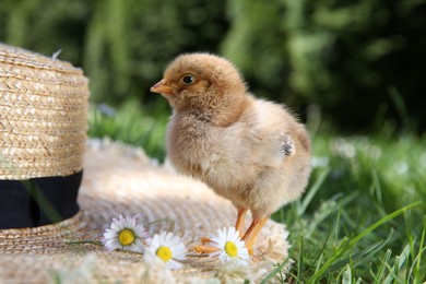 Cute chick with chamomile flowers and straw hat on green grass outdoors. Baby animal