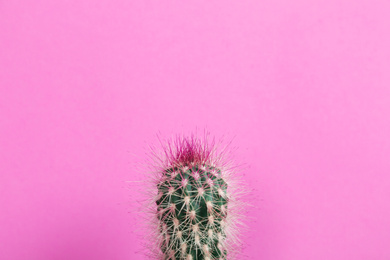 Beautiful cactus on pink background. Tropical plant