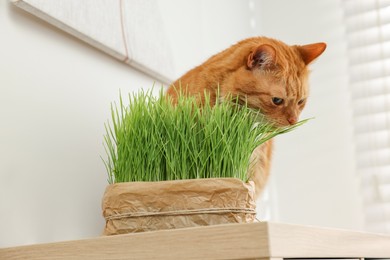 Photo of Cute ginger cat near potted green grass on wooden table indoors