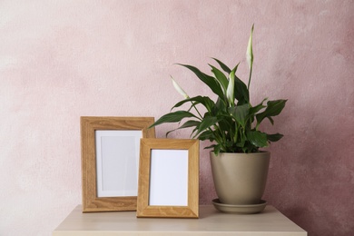 Photo of Spathiphyllum plant and photo frames on table near color wall, space for design. Home decor