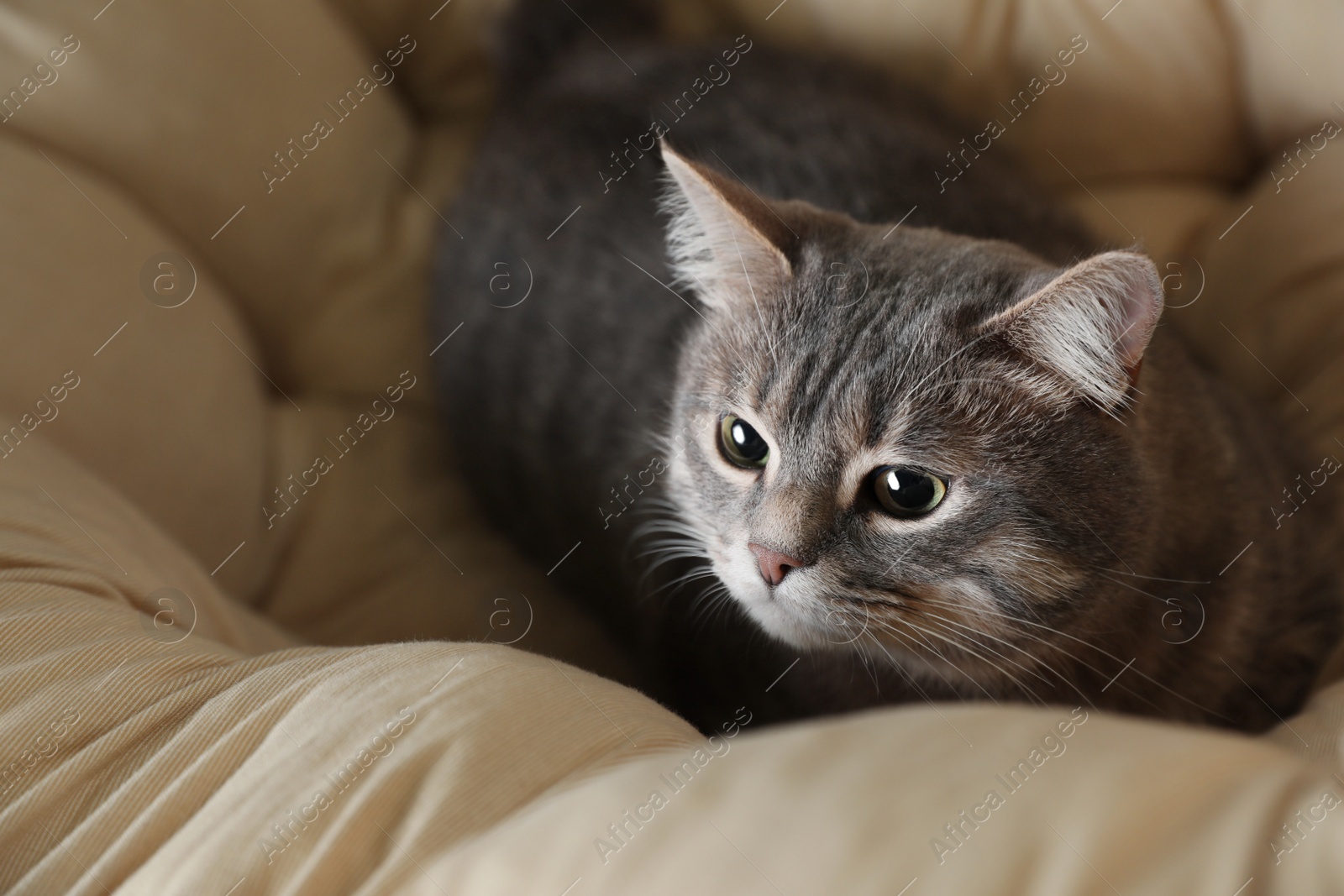 Photo of Tabby cat on soft pillow, above view with space for text. Cute pet