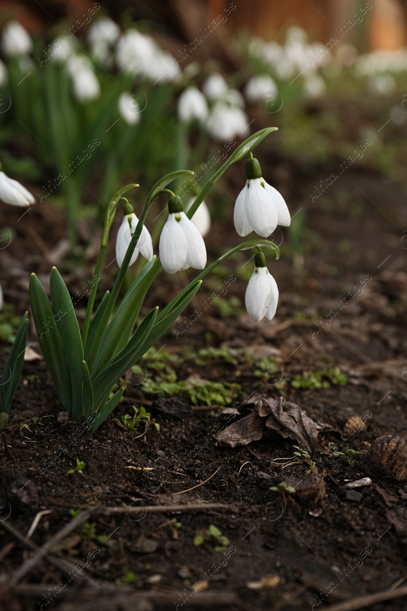 Photo of Beautiful white blooming snowdrops growing outdoors. Spring flowers