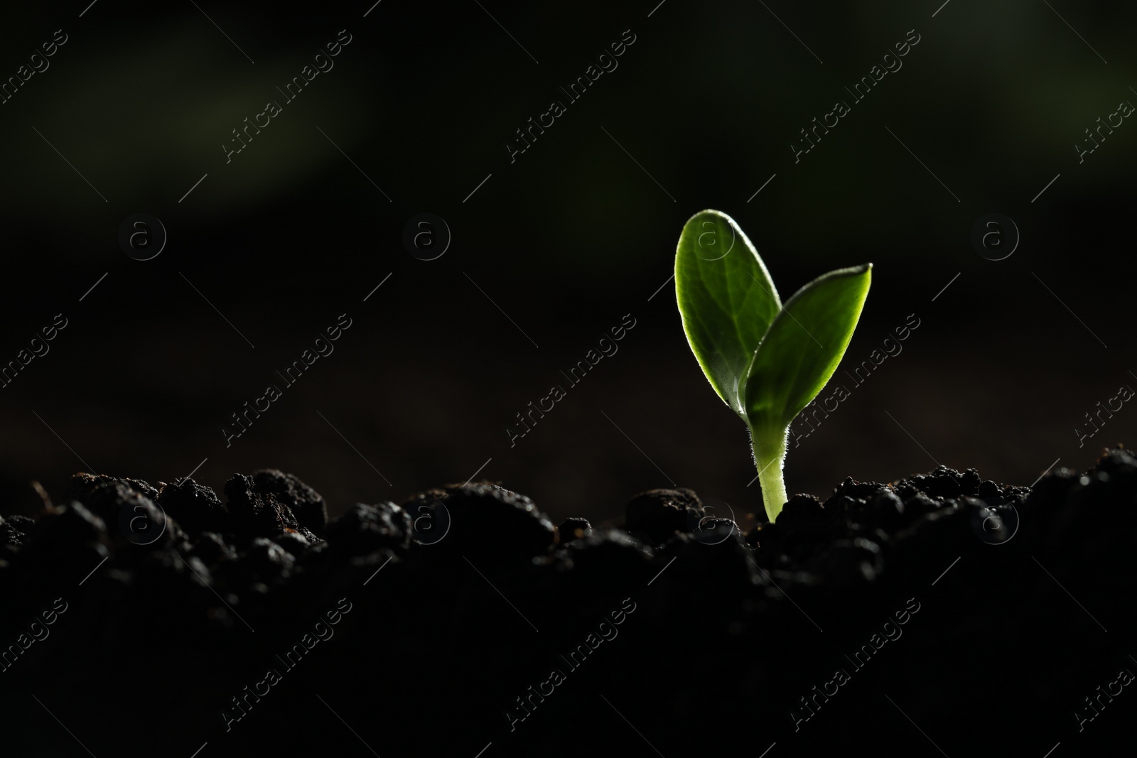 Photo of Young vegetable seedling growing in soil against dark background, space for text