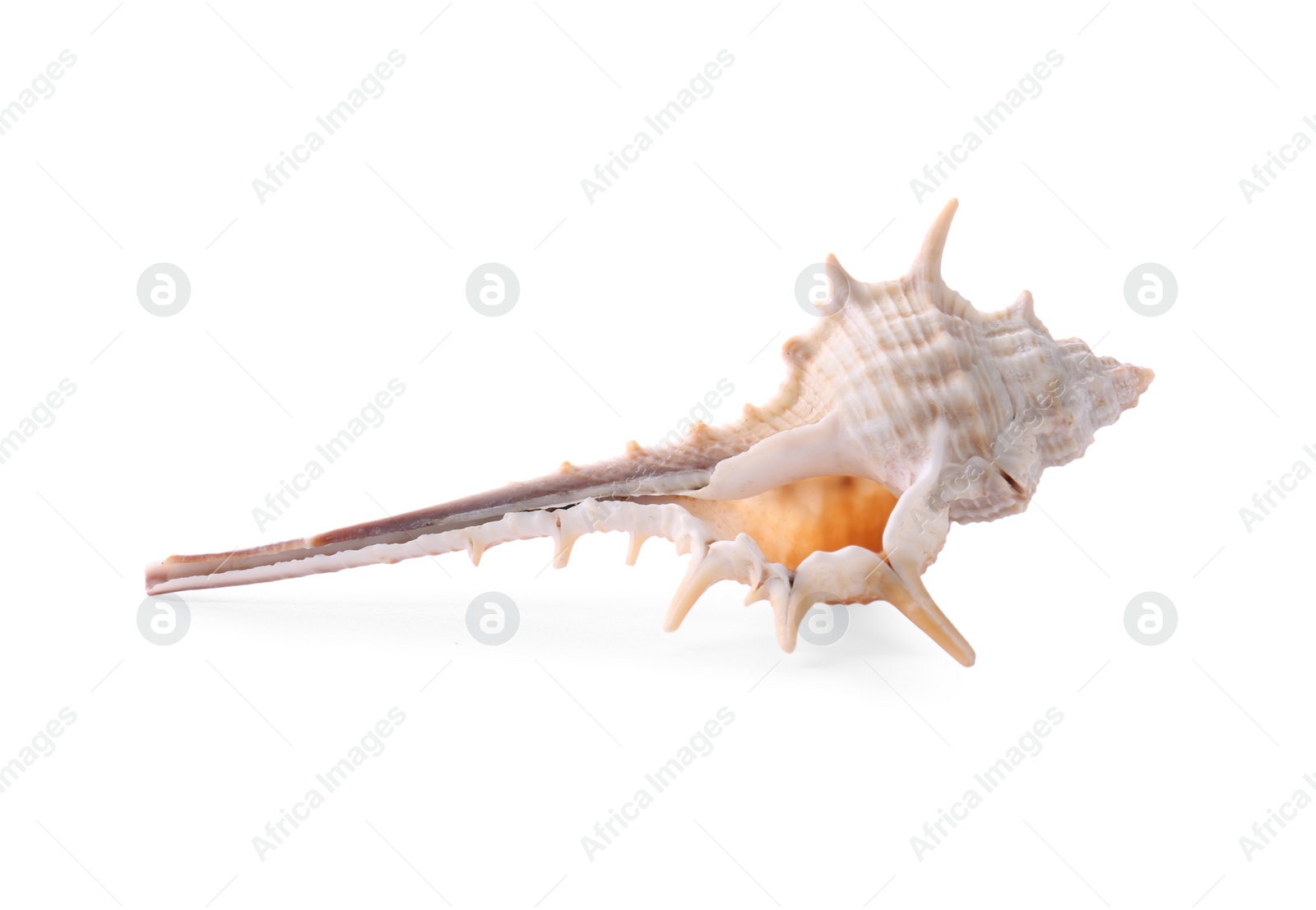 Photo of Beautiful exotic sea shell isolated on white