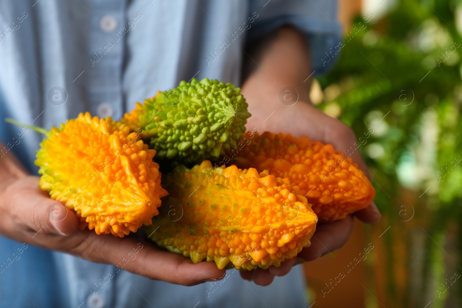 Photo of Woman holding pile of fresh bitter melons on blurred background, closeup