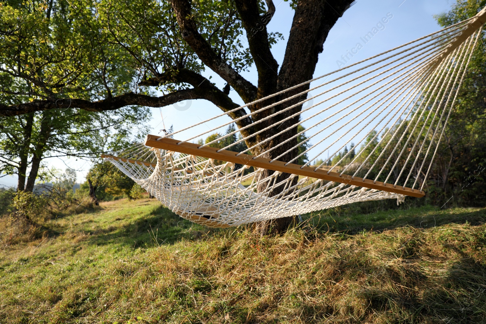 Photo of Comfortable net hammock outdoors on sunny day