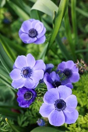 Photo of Beautiful blue anemone flowers growing outdoors, top view. Spring season