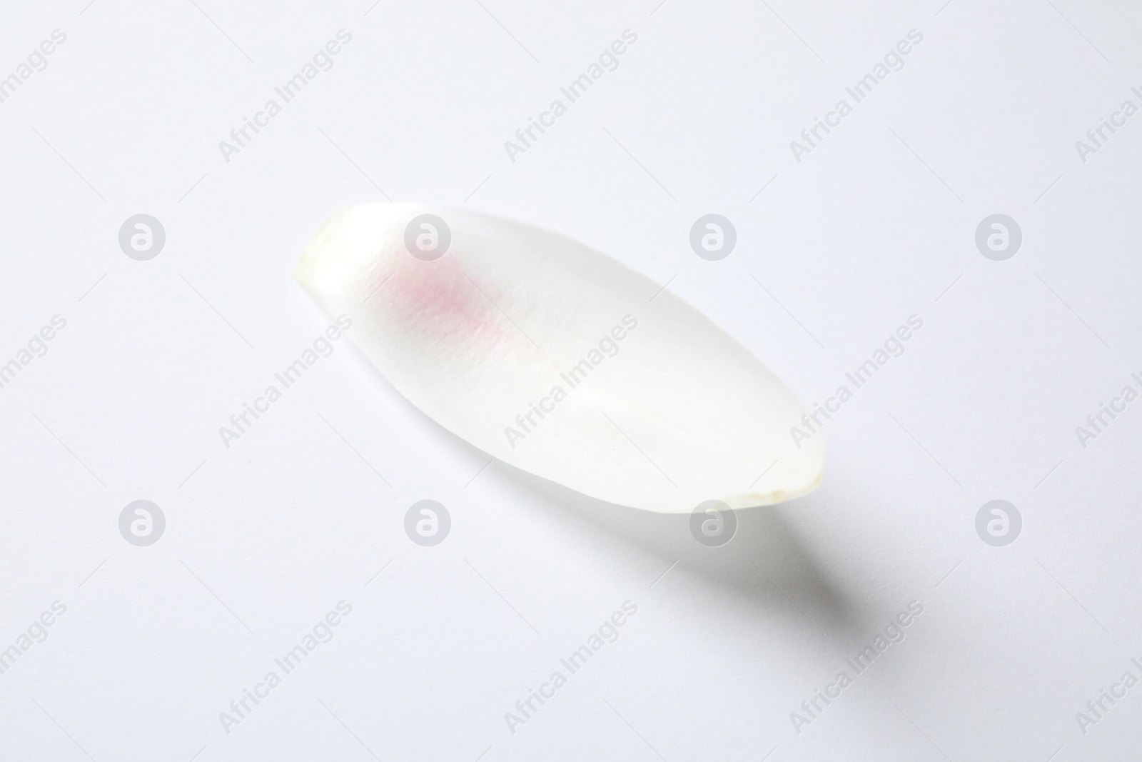 Photo of Beautiful lotus flower petal isolated on white