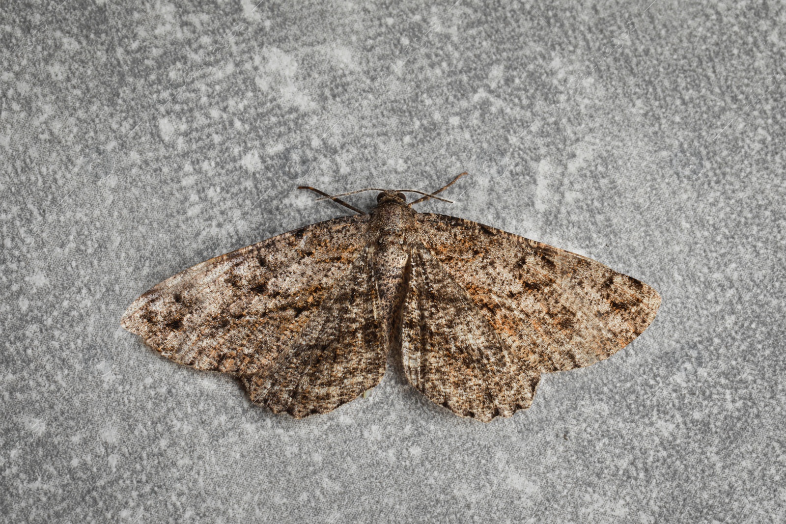 Photo of Single Alcis repandata moth on light grey background, top view