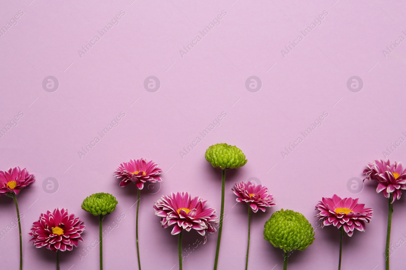 Photo of Beautiful chrysanthemum flowers on pale pink background, flat lay. Space for text