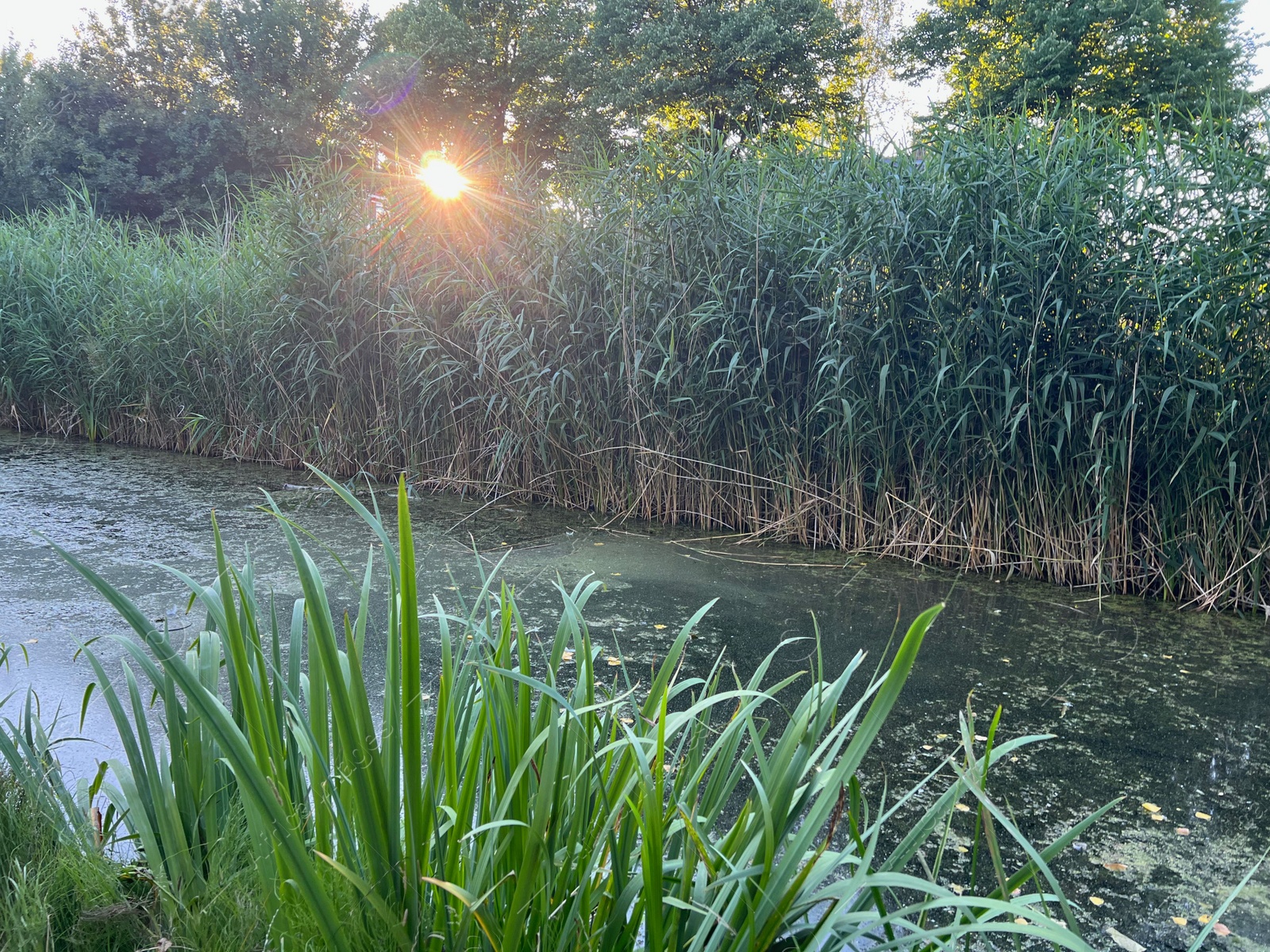 Photo of Picturesque view of beautiful green reed and pond