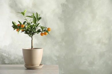 Citrus tree in pot on table against grey background. Space for text