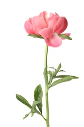 Photo of Beautiful blooming pink peony isolated on white