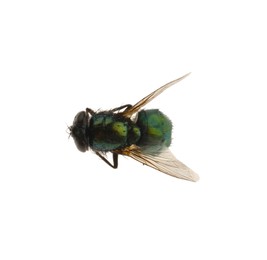 Photo of Common green bottle fly isolated on white, top view