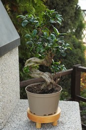 Photo of Beautiful potted Bonsai tree in garden. Landscape design