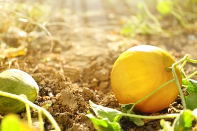 Fresh ripe juicy melon growing in field