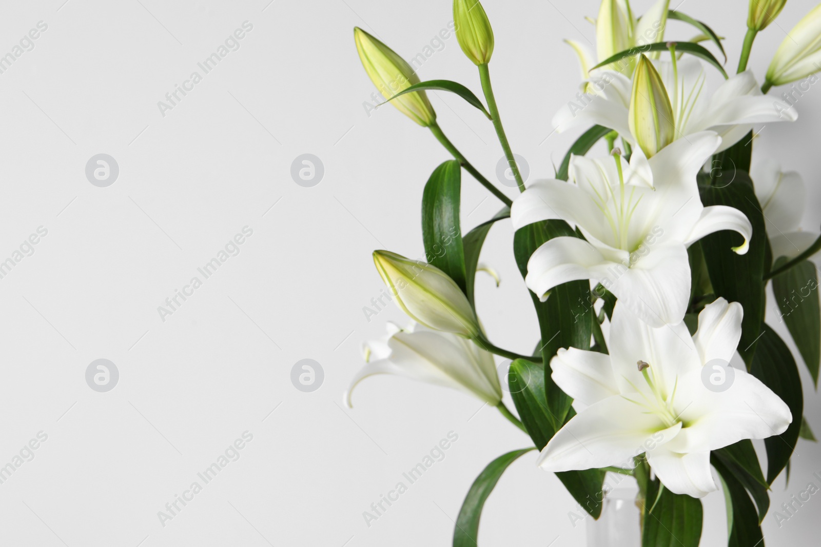 Photo of Beautiful lily flowers on white background, space for text