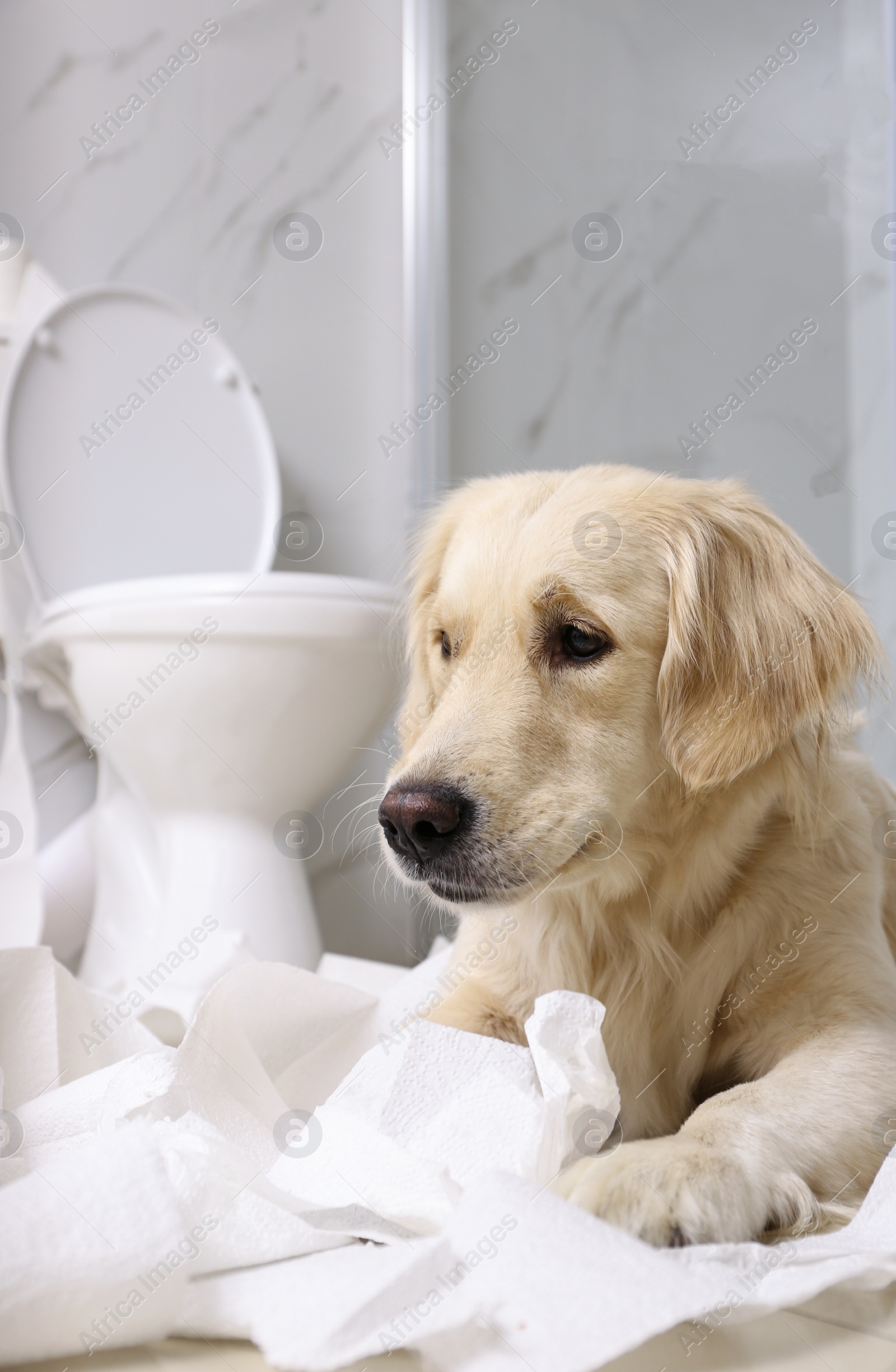 Photo of Cute Golden Labrador Retriever playing with toilet paper in bathroom