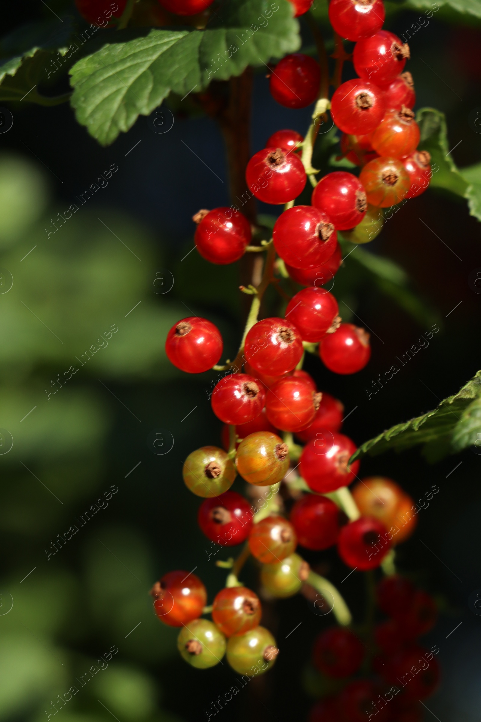 Photo of Closeup view of red currant bush with ripening berries outdoors on sunny day