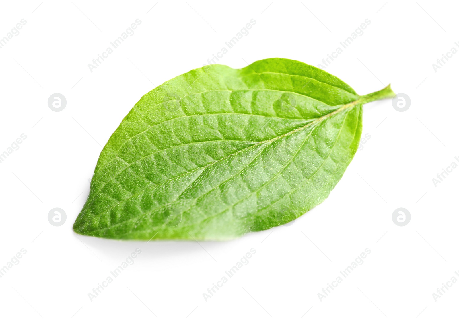 Photo of Beautiful spring green leaf on white background