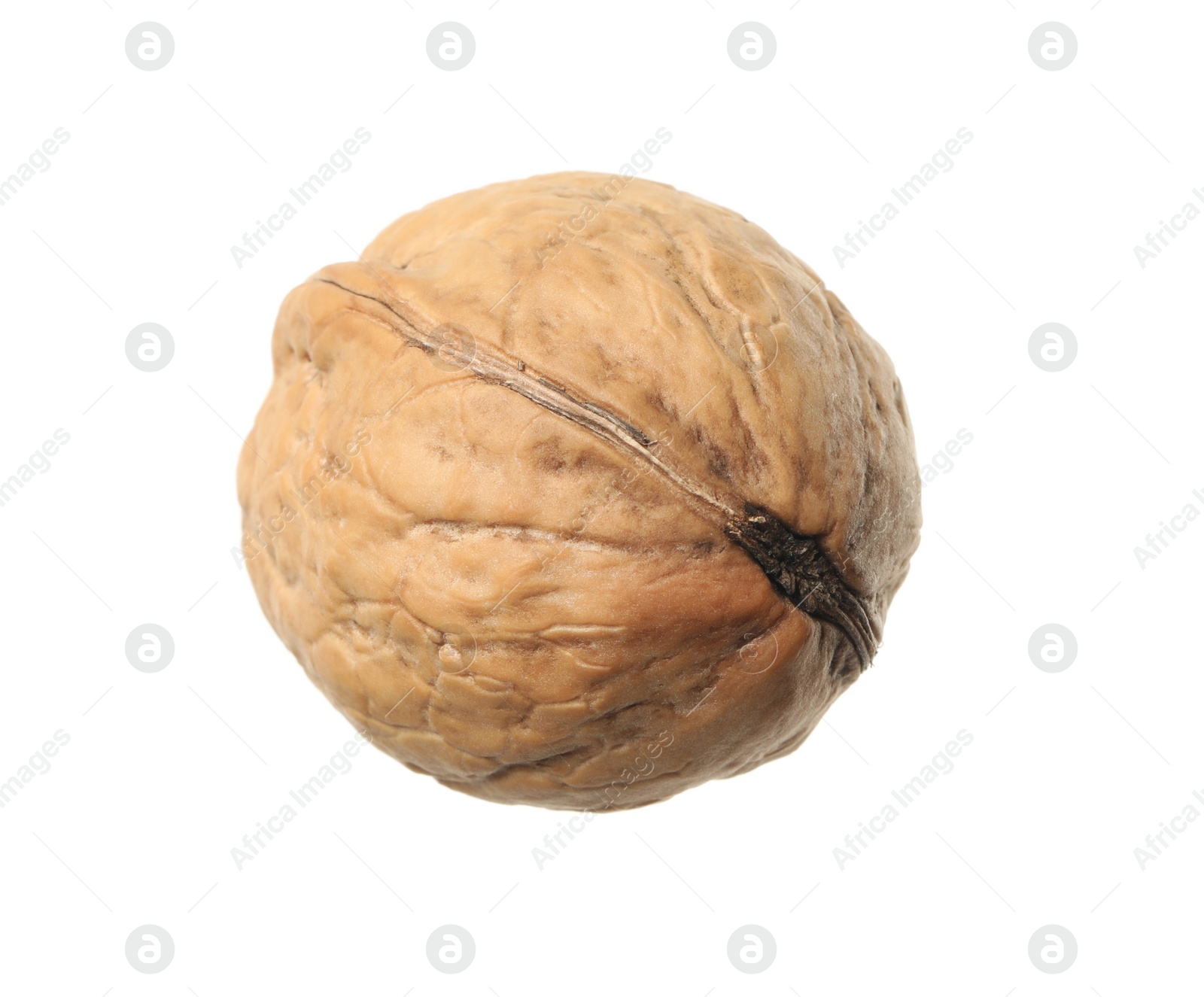 Photo of Whole walnut in shell isolated on white