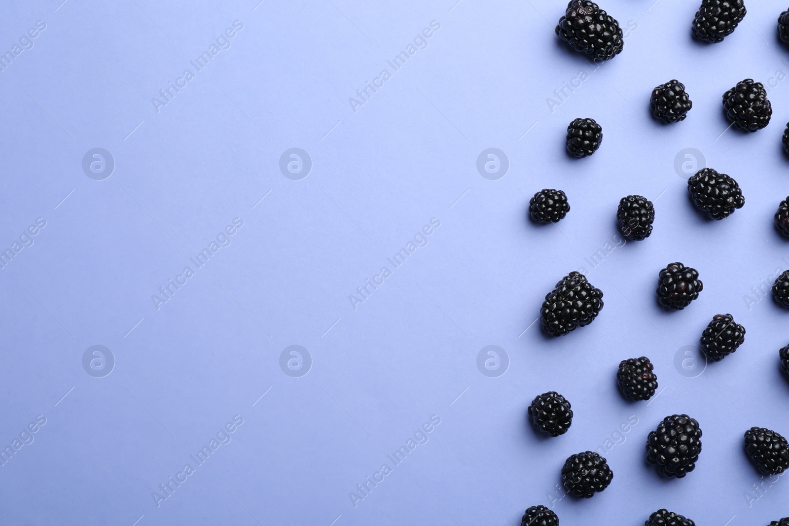 Photo of Fresh ripe blackberries on lilac background, flat lay. Space for text